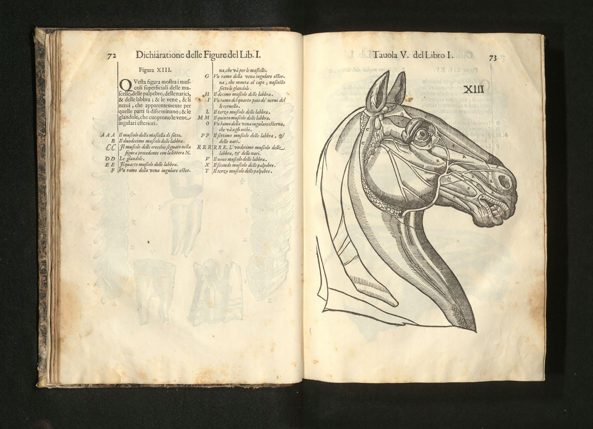 Anatomia Cavallo | Antonio Moro